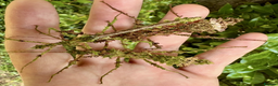 Stick Insects invertebrates for sale: Taraxippus samarae "Siquirres" Stick Insect Nymphs - Advert 1
