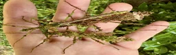 Stick Insects invertebrates for sale: Taraxippus samarae "Siquirres" Stick Insect Nymphs - Advert 1