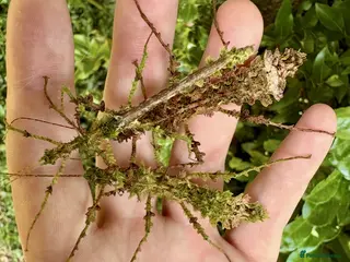 Stick Insects invertebrates Taraxippus samarae "Siquirres" Stick Insect Nymphs - Advert 4