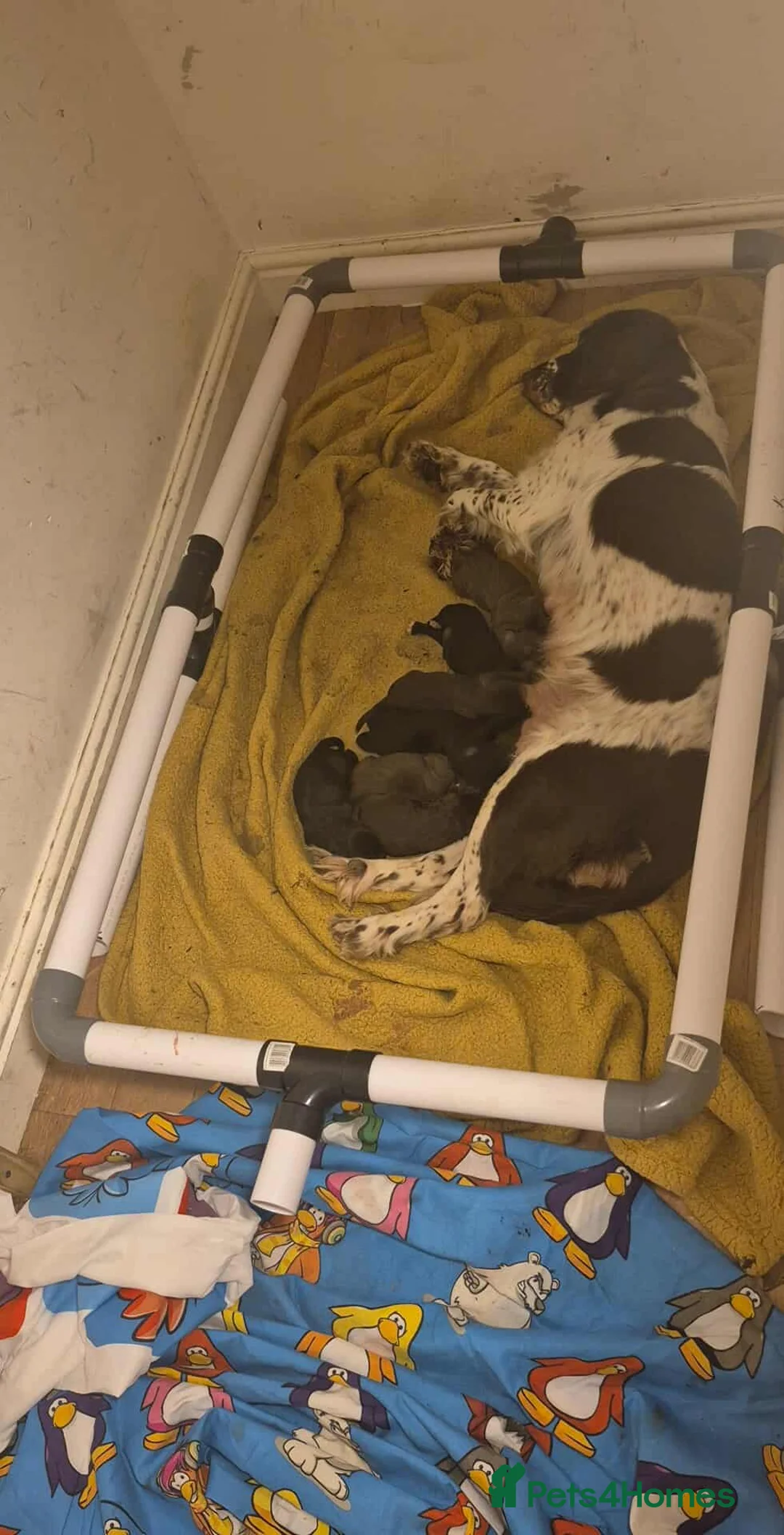 Mixed Breed dogs for sale: Beautiful Sprockerpoo puppies 😍 - Advert 8