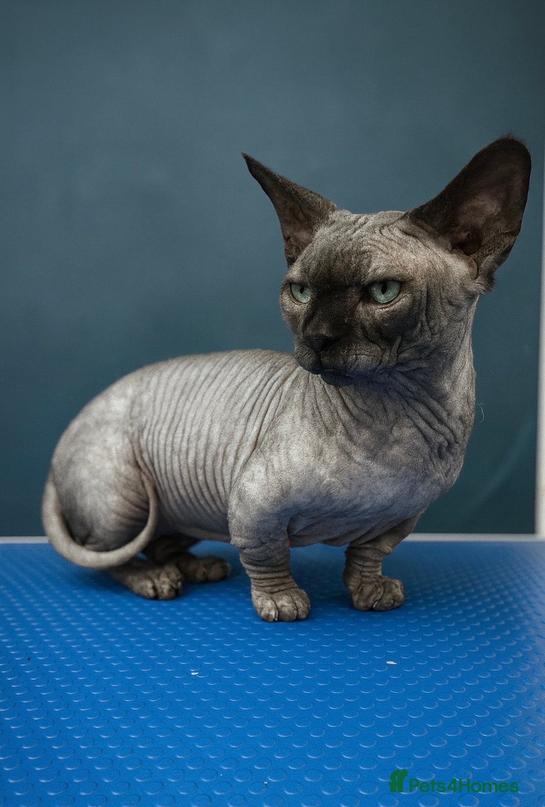 Sphynx cats for stud: Stud short legged sphynx Tica registered ACTIVE  - Advert 2