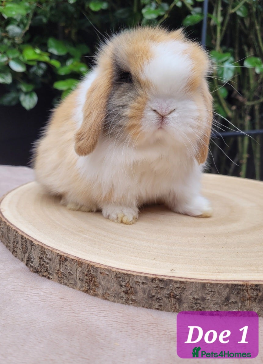 Mini Lop rabbits Beautiful Purebred Mini Lop Bunnies - Advert 18