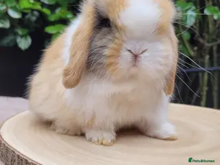 Mini Lop rabbits Beautiful Purebred Mini Lop Bunnies - Advert 18