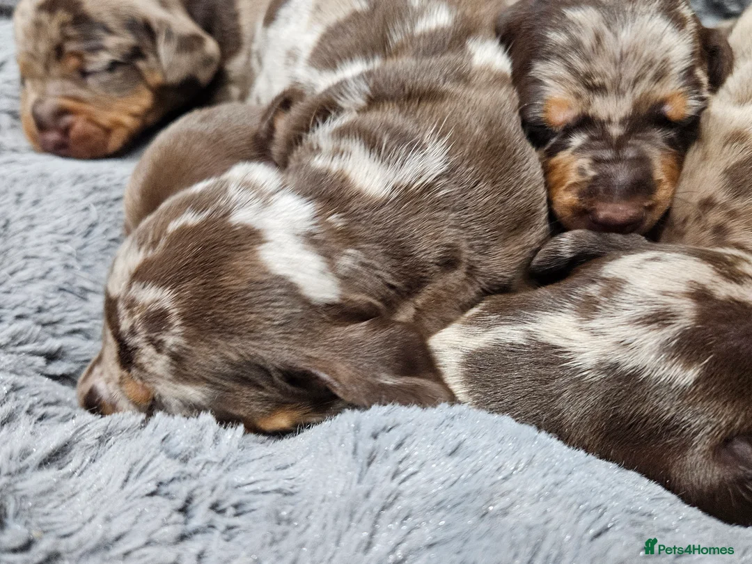 Dachshund dogs for sale: Dachshunds7puppies,only one brown girl left - Advert 18