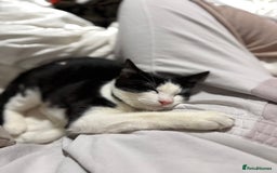 Mixed Breed cats for sale: Luna needs a forever home!! - Image 2
