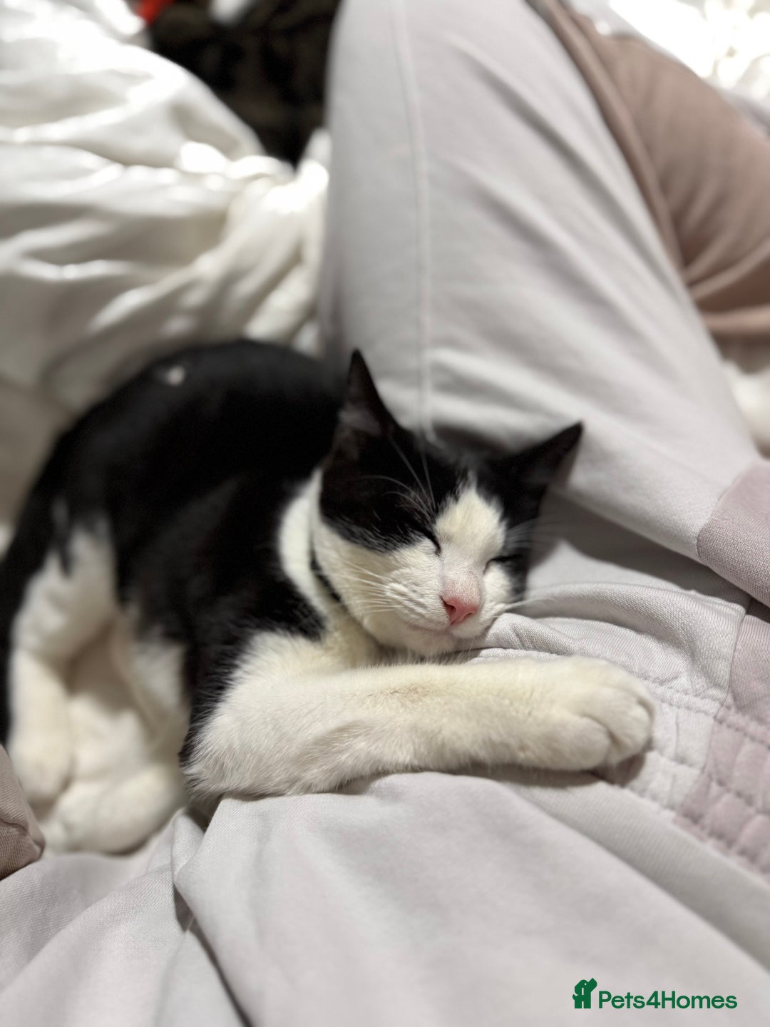 Mixed Breed cats for sale: Luna needs a forever home!! - Image 2