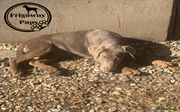 Labrador Retriever dogs for sale:  Stunning Silver Labradors Available  - Image 7