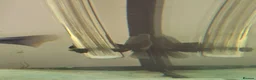 Other/Mixed Breed fish for sale: Various Fish For Sale. List&price in description. - Advert 14