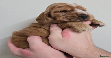 Cocker Spaniel dogs Show type Cocker Spaniels - Advert 1