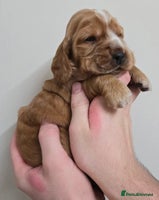 Cocker Spaniel dogs Show type Cocker Spaniels - Advert 1