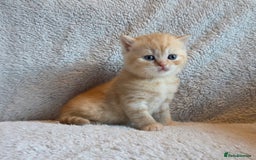 British Shorthair cats for sale: Beautiful unusual British shorthair kittens - Image 31