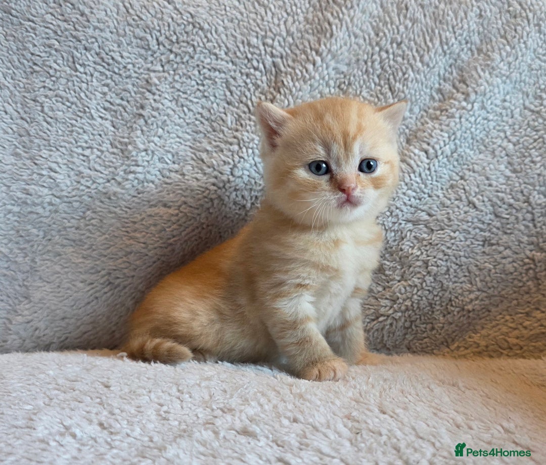 British Shorthair cats for sale: Beautiful unusual British shorthair kittens - Image 31