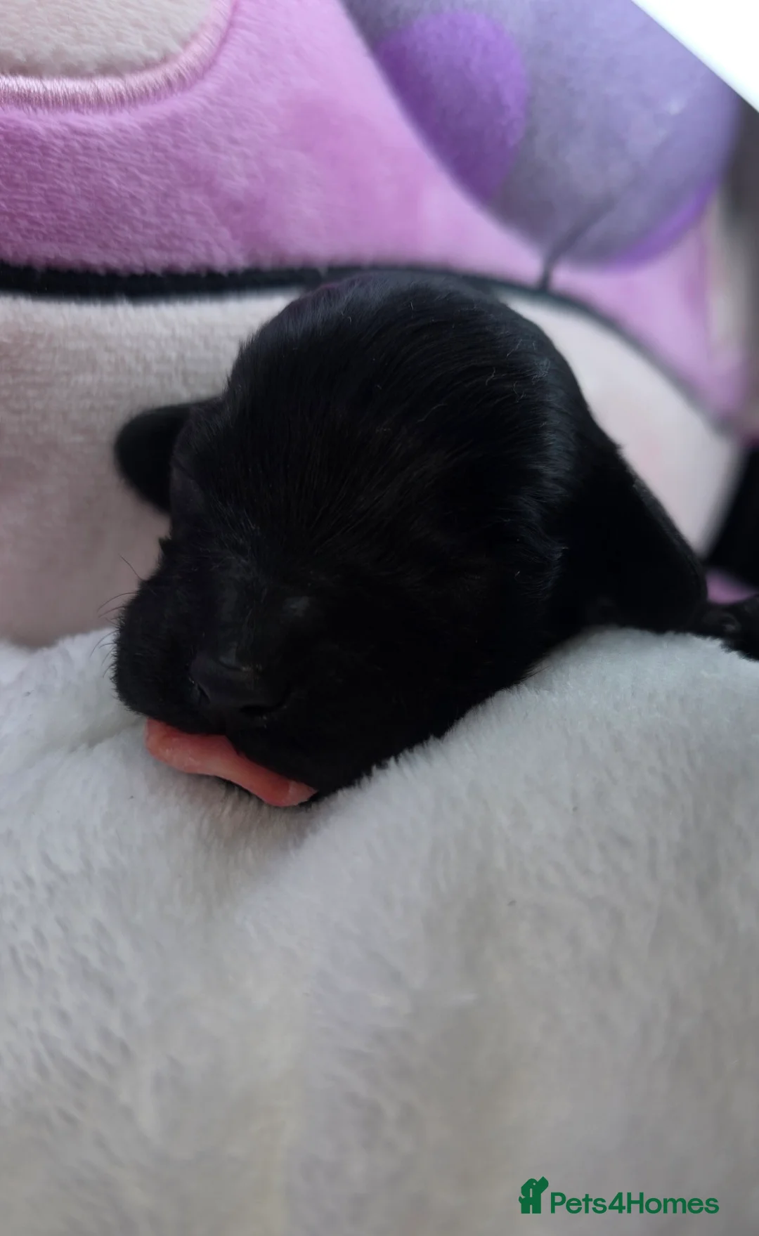 Cavapoo dogs for sale: 🩷🩵SMALL TOY🐶CAVAPOO PUPS🐶HEALTH DNA TESTED🩵🩷 - Advert 5