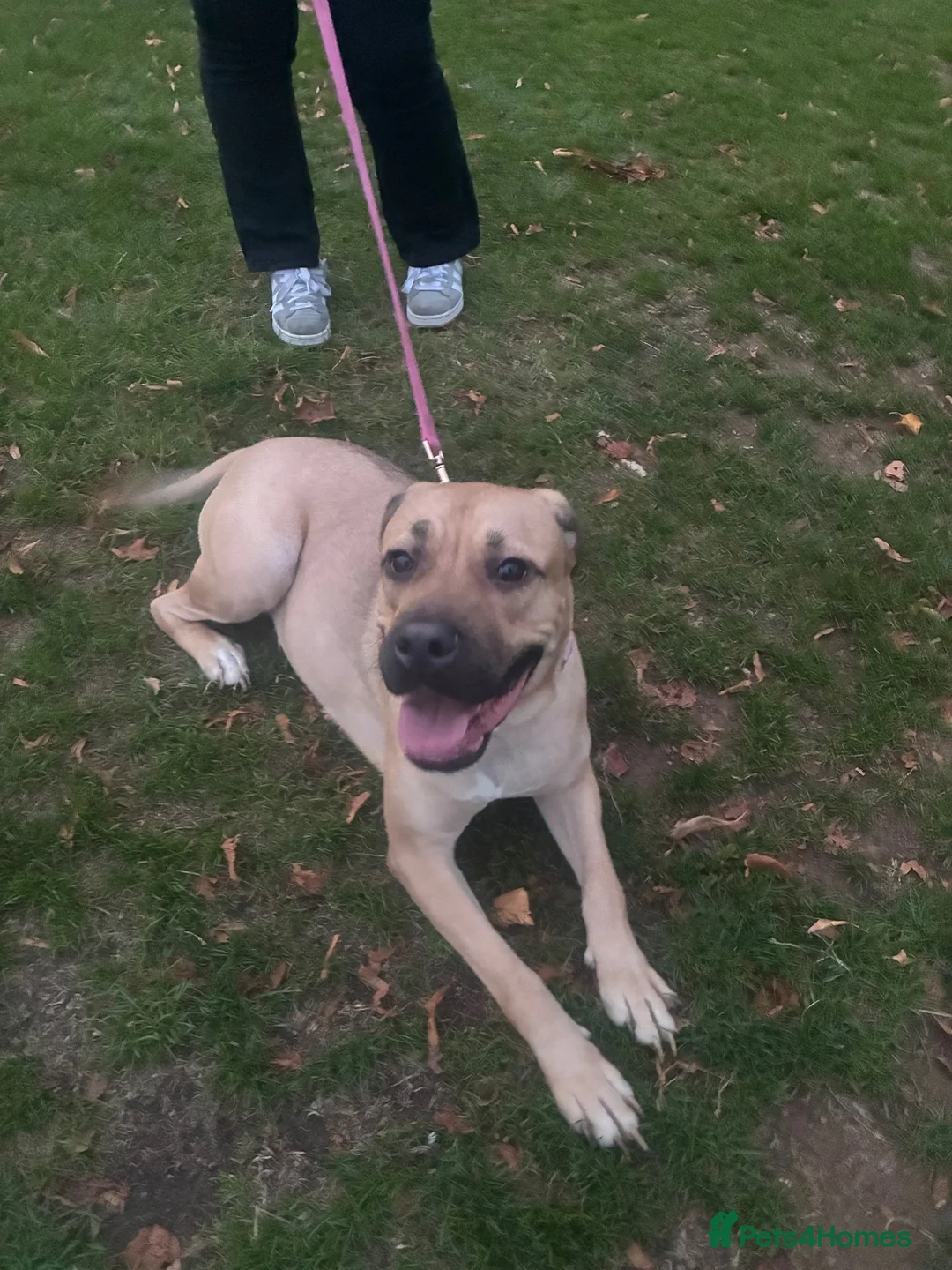 Mixed Breed dogs for sale: Urgent rehoming in Leicester - Advert 1