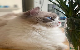 Ragdoll cats for sale: Stunning Ragdoll Kitten Fife Reg Breeder - Image 7