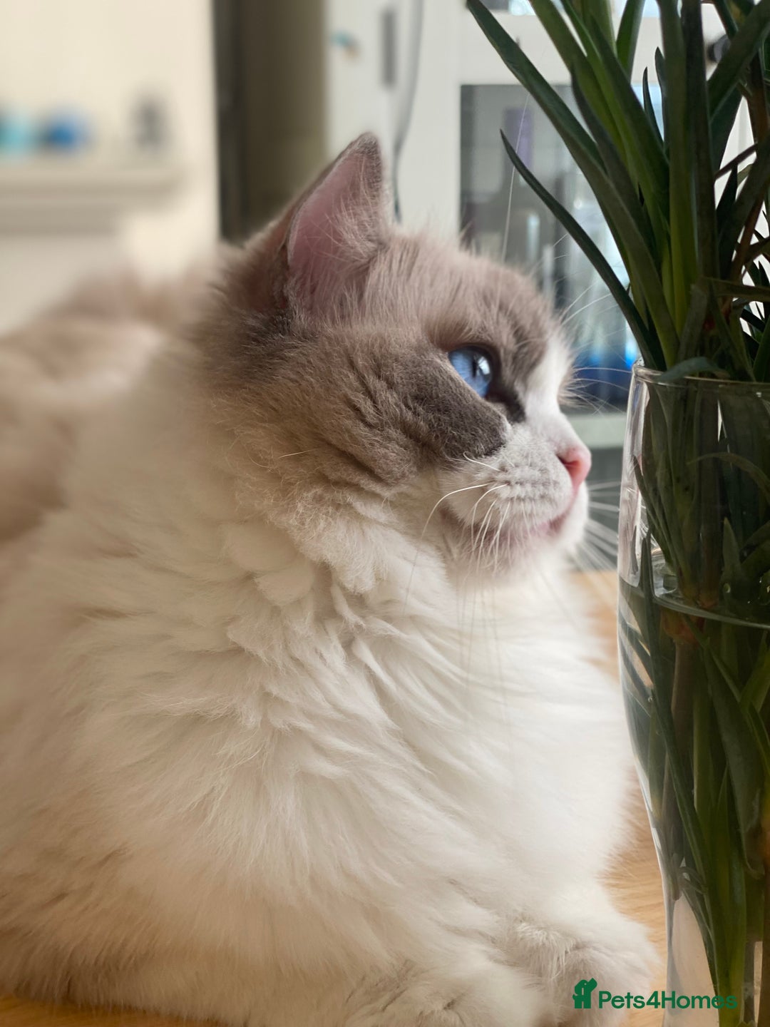 Ragdoll cats for sale: Stunning Ragdoll Kitten Fife Reg Breeder - Image 7
