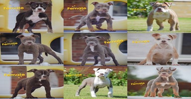 Olde English Bulldogge dogs - Advert 16