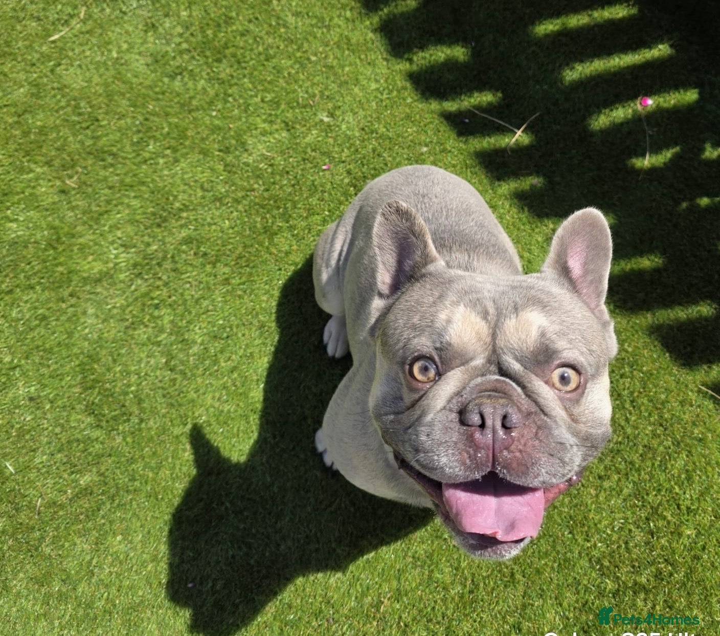 French Bulldog dogs 2 Yr old male frenchie  - Advert 6