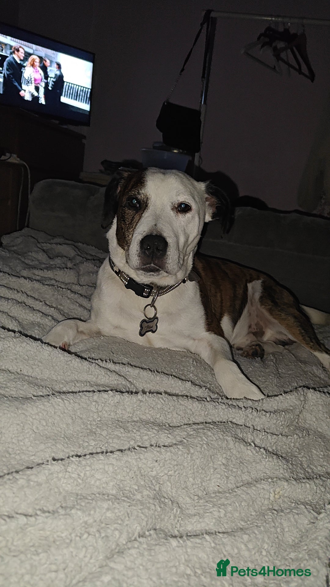 Mixed Breed dogs Mixed breed male dog - Advert 7