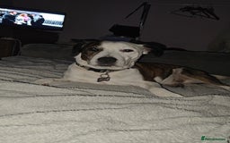 Mixed Breed dogs for sale: Mixed breed male dog - Advert 1