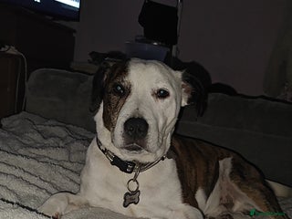 Mixed Breed dogs Mixed breed male dog - Advert 7