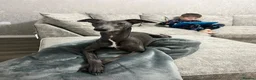 Mixed Breed dogs for sale: Italian greyhound  - Advert 8