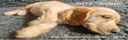 Cocker Spaniel dogs for sale: Pure Bred Show Cockers - KC Reg, Health Checked - Advert 30