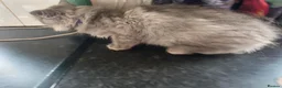 Mixed Breed cats for sale: Super fluffy ragdoll kittens. Cuddly teddy bears - Advert 24
