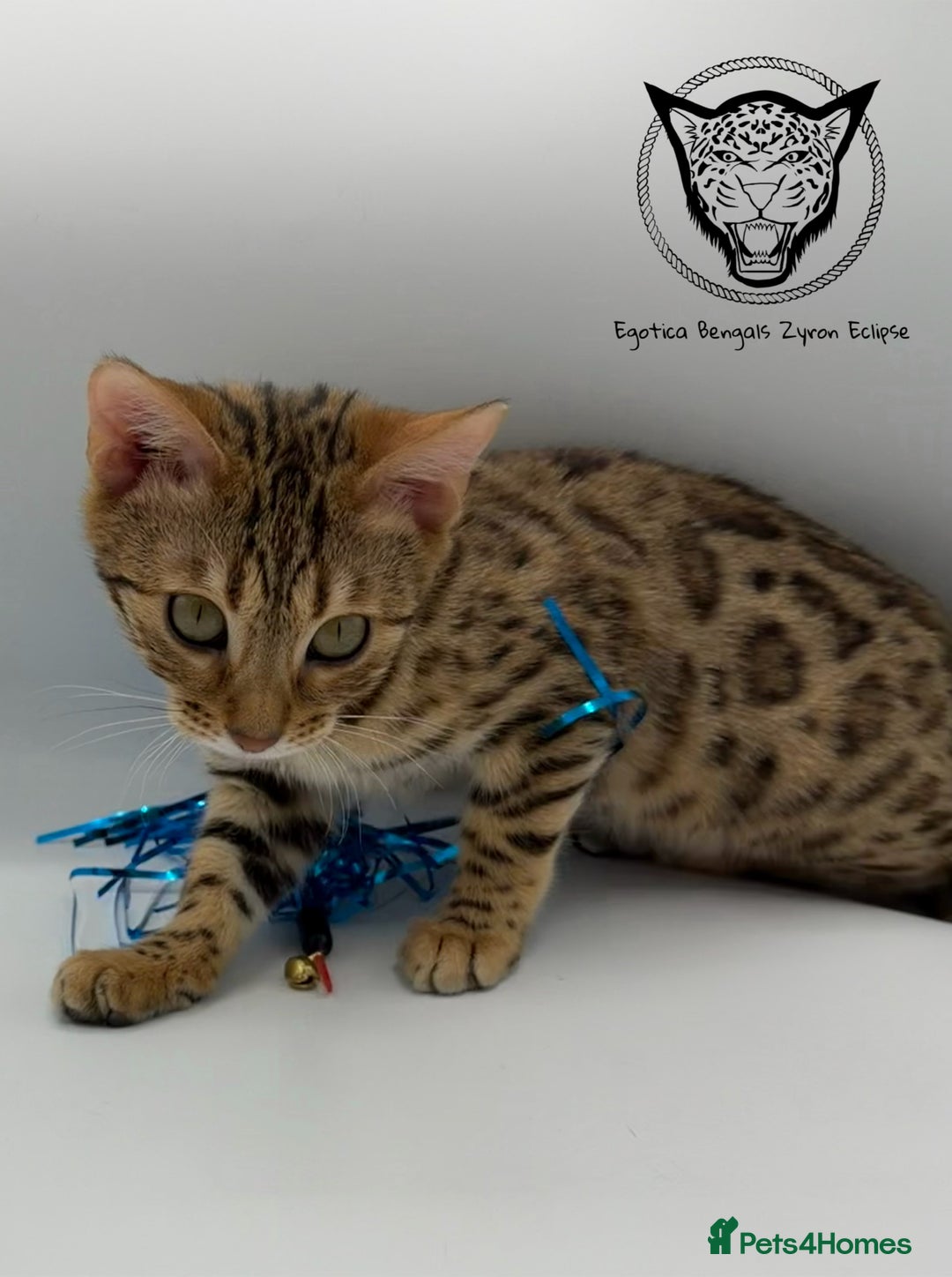 Bengal cats for sale: 🐆✨ GLITTER TICA 6TH GENERATION BENGAL KITTENS🐆✨ - Advert 13