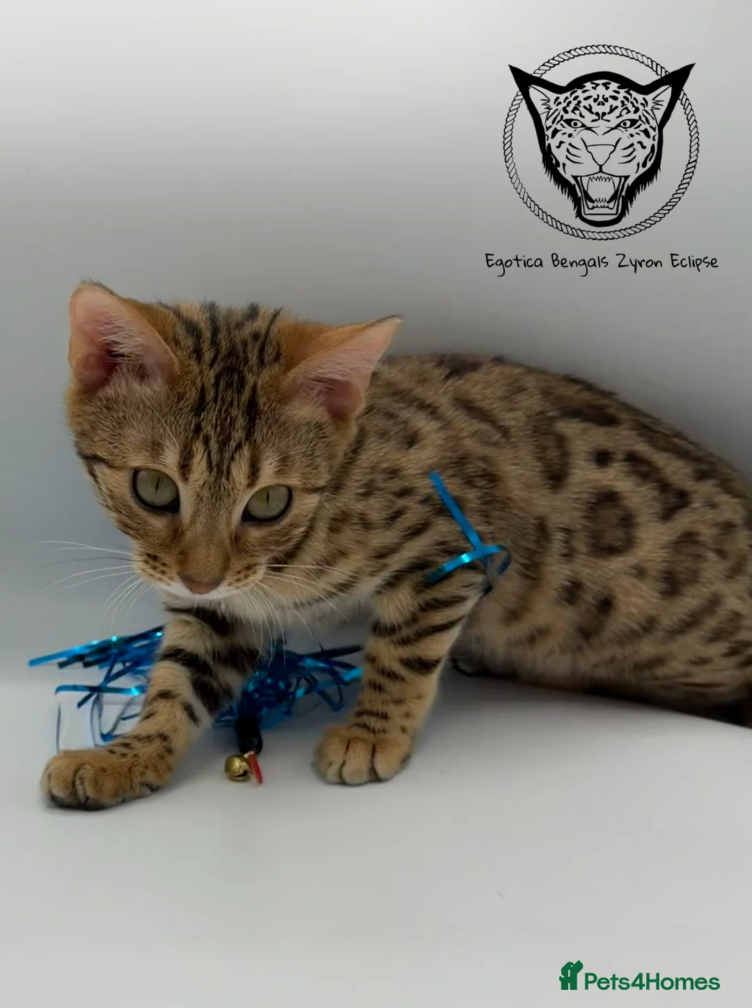 Bengal cats for sale: 🐆✨ LAST KITTEN 6TH TICA GENERATION BENGAL🐆✨ - Advert 4