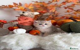 British Shorthair cats for sale: Blue Golden British Shorthair - Image 10