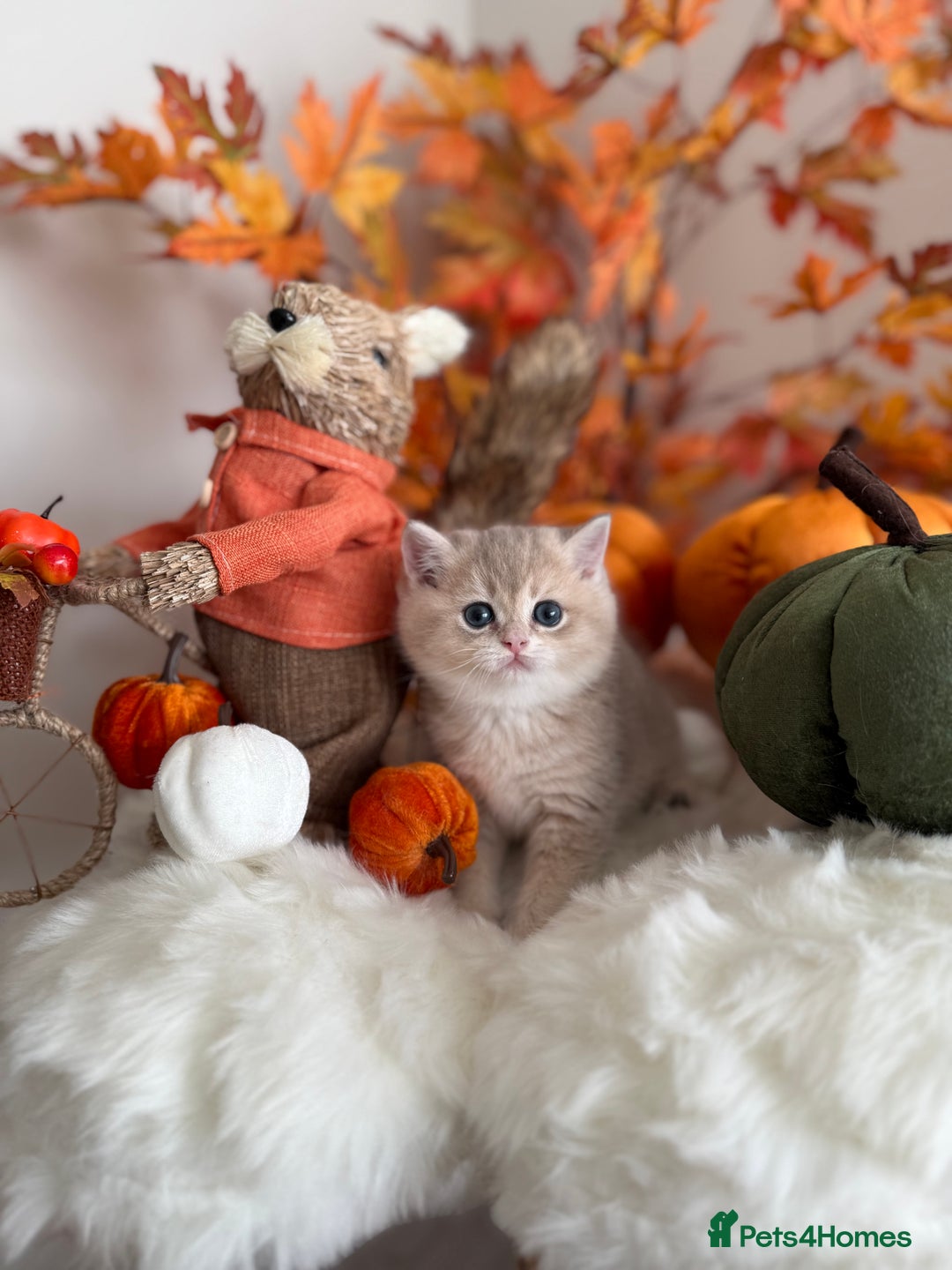 British Shorthair cats for sale: Blue Golden British Shorthair - Image 10