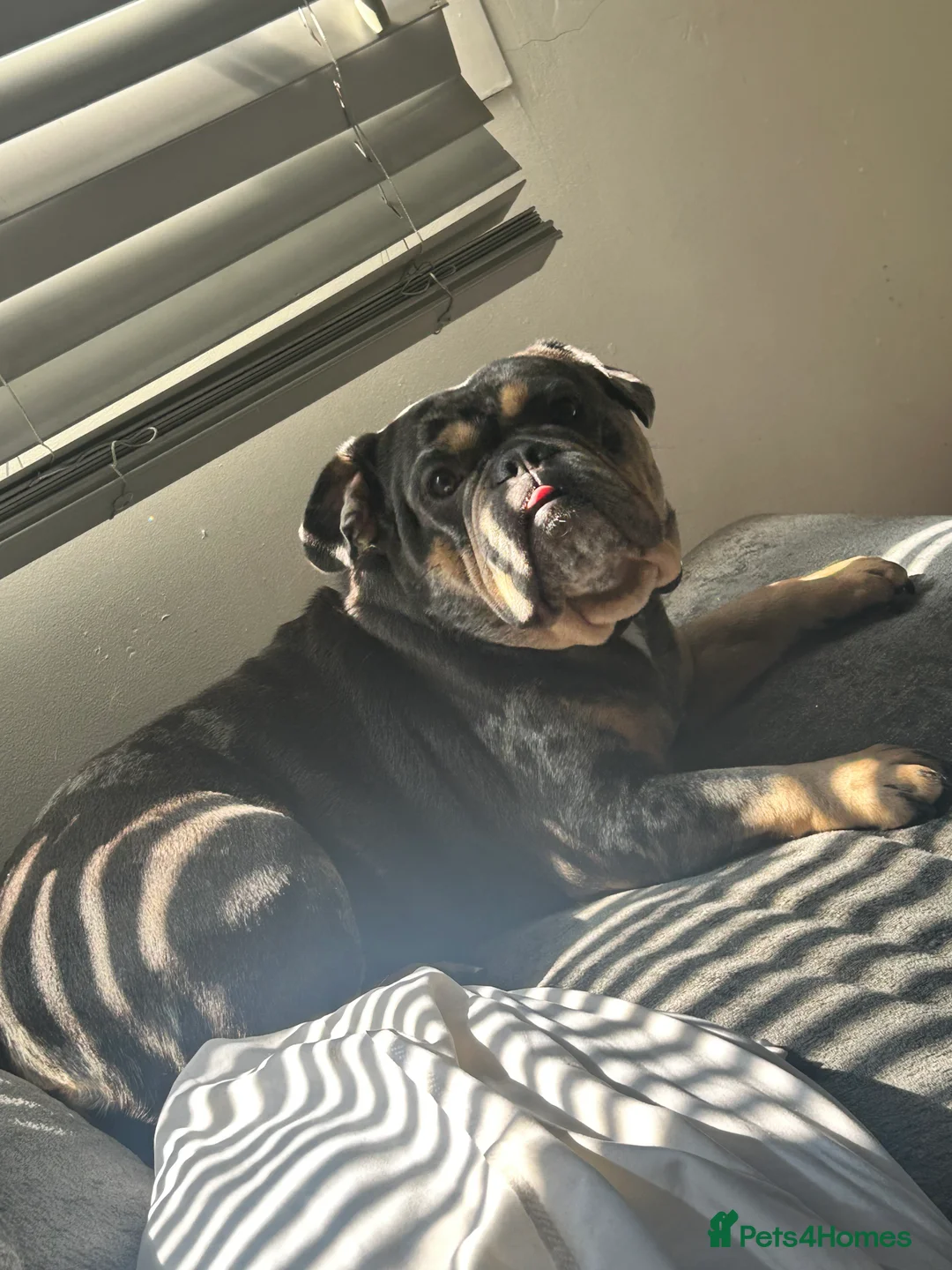 English Bulldog dogs for sale: English bulldog pups for sale  - Advert 6