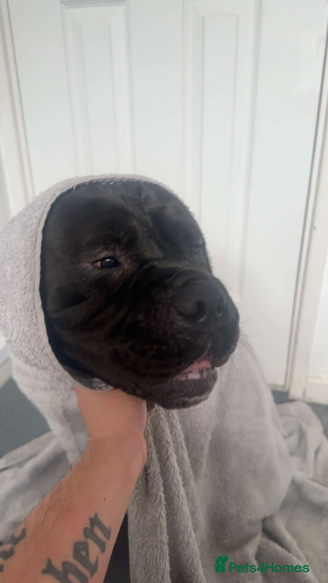 Olde English Bulldogge dogs for sale: Kong  in Middlesbrough - Advert 2