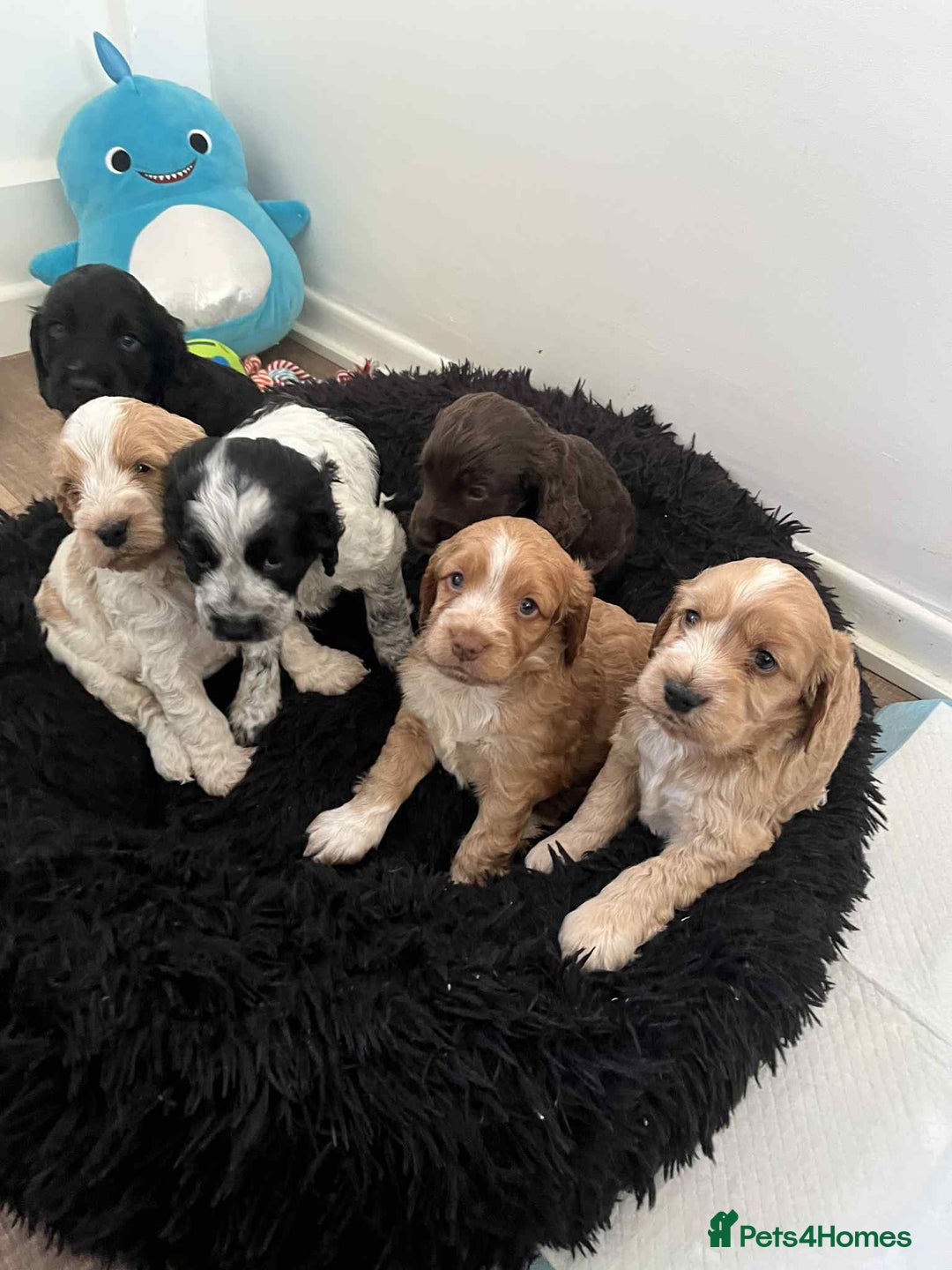 Cockapoo dogs for sale: Beautiful F1B Cockapoos with excellent bloodlines  - Image 2