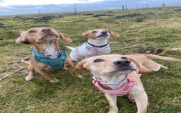 Mixed Breed dogs for sale: Archie - Jack Russel x cocker spaniel  - Image 4