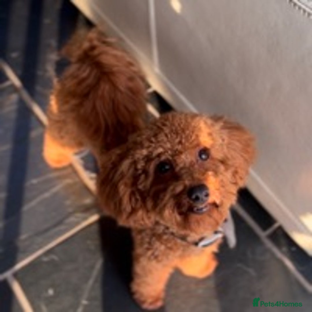 Toy Poodle dogs for stud: ONLY 3KG 9INCH Red DNA Tested Toy Poodle STUDS!! in Welshpool - Advert 12