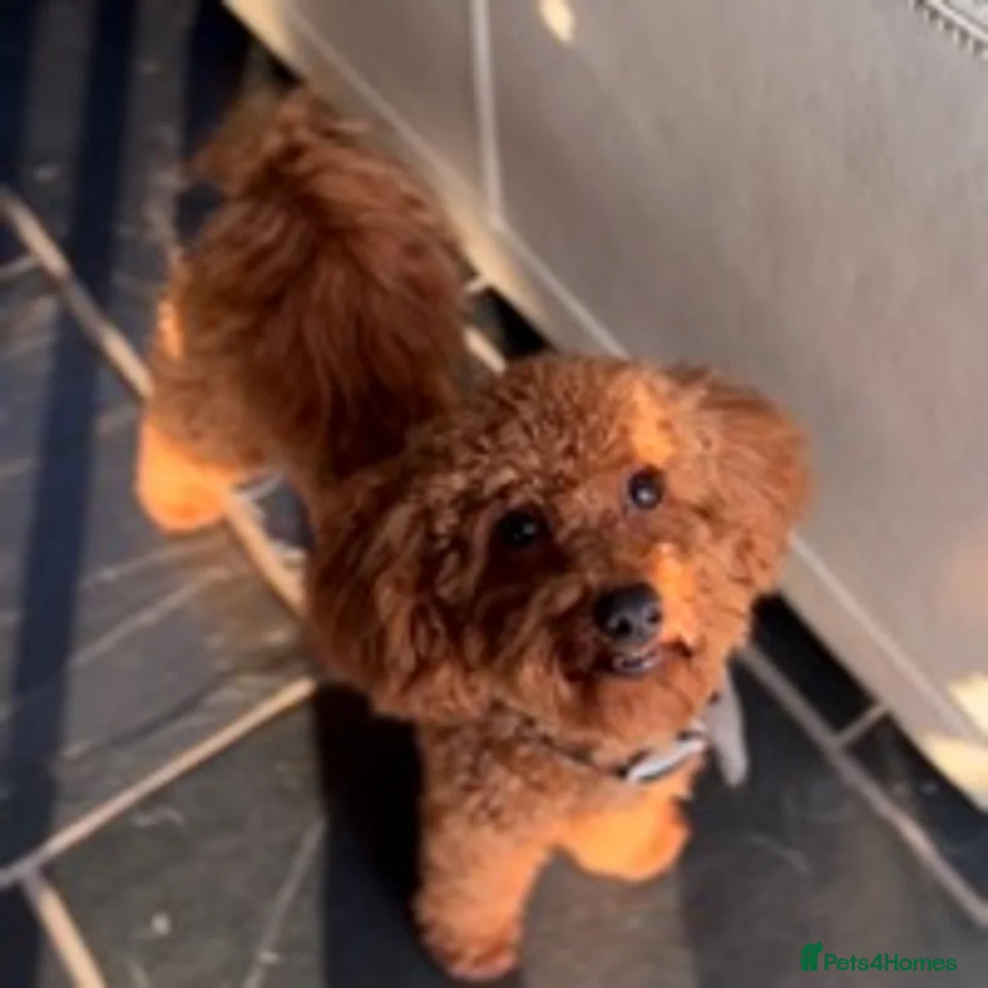 Toy Poodle dogs for stud: ONLY 3KG 9INCH Red DNA Tested Toy Poodle STUDS!! in Welshpool - Advert 12