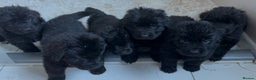 Newfoundland dogs for sale: Stunning Newfoundland Puppies Kc Reg 🐾  - Advert 4