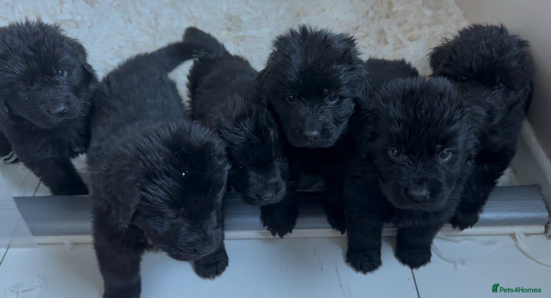 Newfoundland dogs for sale: Stunning Newfoundland Puppies Kc Reg 🐾  - Advert 4