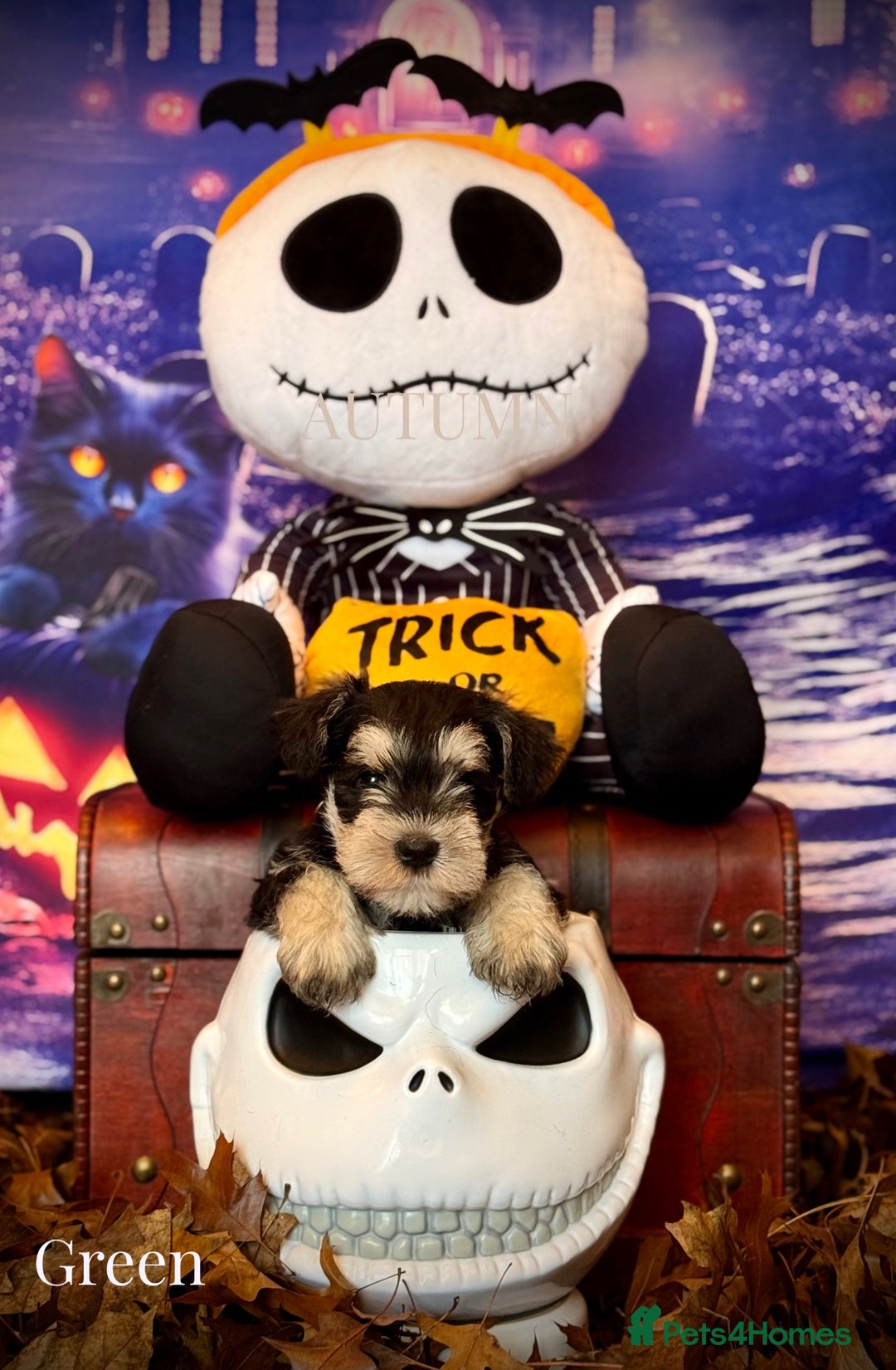 Miniature Schnauzer dogs for sale: ⭐️⭐️ ADORABLE MINI SCHNAUZER PUPS ⭐️⭐️ - Image 11