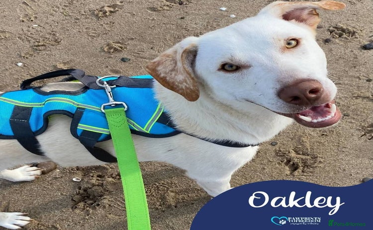 Mixed Breed dogs - Advert 1