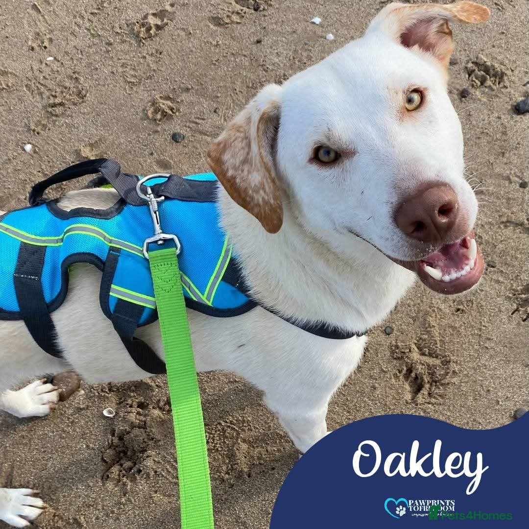 Mixed Breed dogs for adoption: Meet Oakley,  currently residing in Fife - Image 1