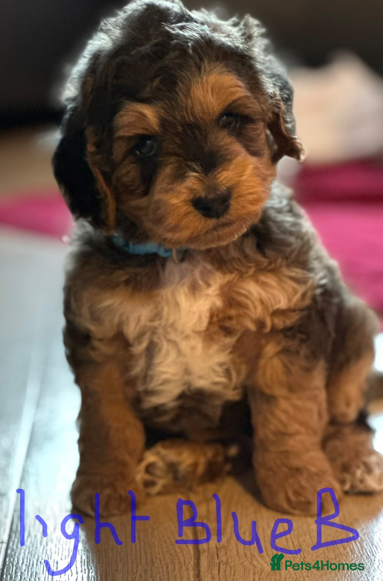 Cockapoo dogs Sable cockapoos, health tested parents  - Advert 1