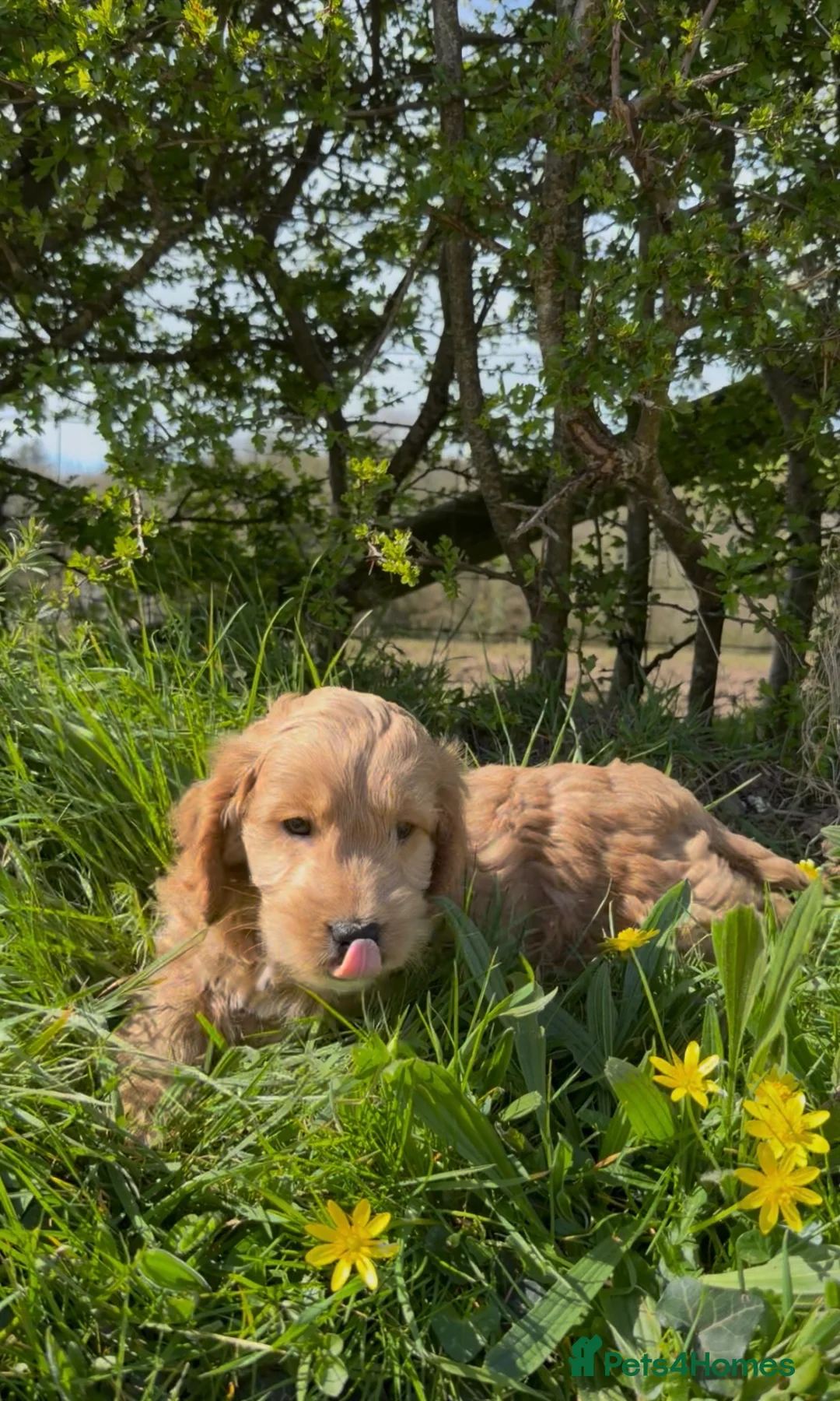 Cockapoo dogs for sale: Beautiful F1 Cockapoo Puppies - HT’d parents - Advert 9