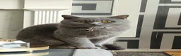 British Shorthair cats for sale: Female british shorthair  - Advert 2