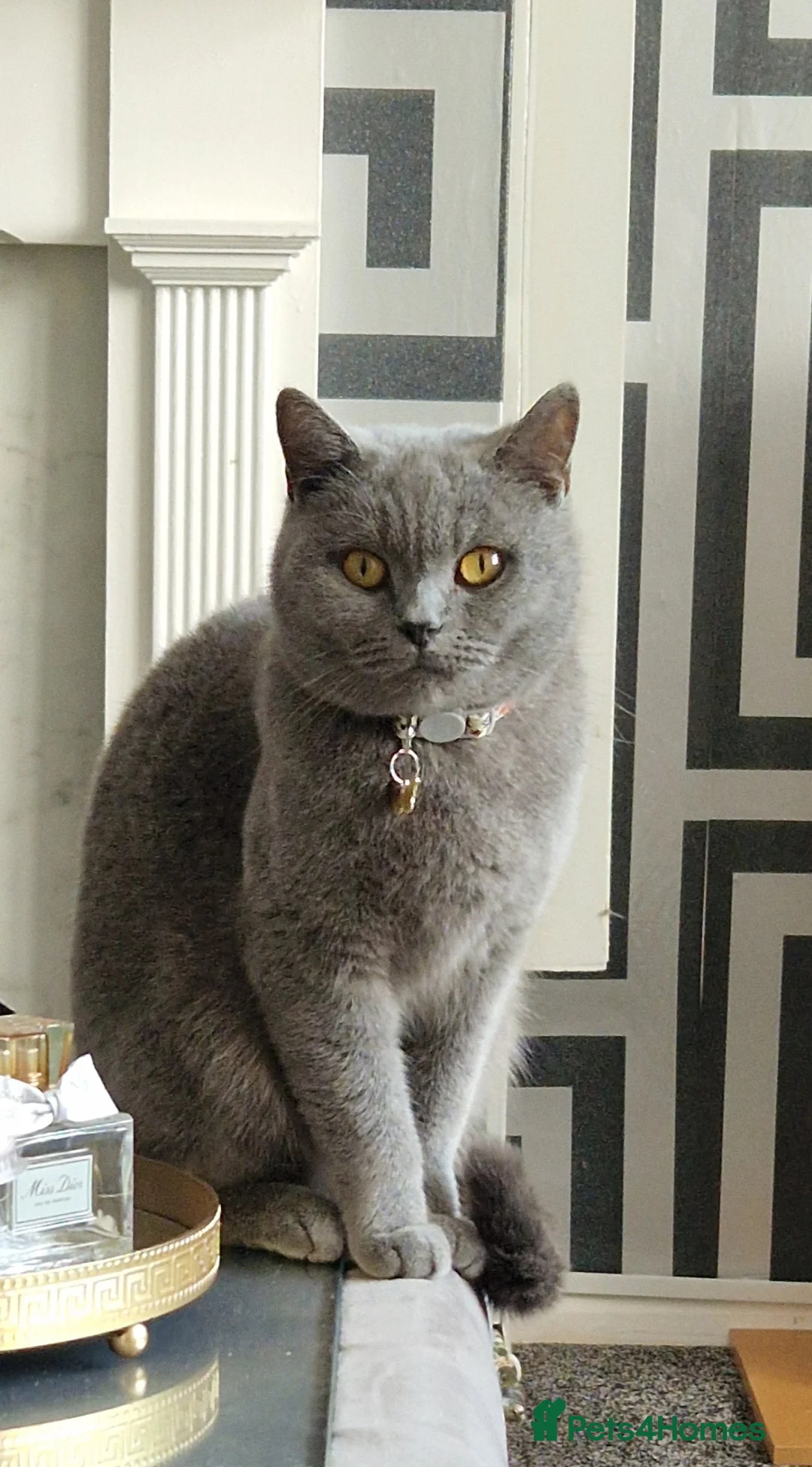 British Shorthair cats for sale: Female british shorthair  - Advert 2