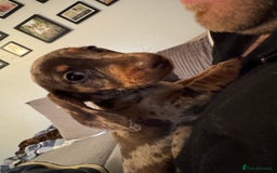 Miniature Dachshund dogs for sale: Miniature dachshund puppies  - Image 8