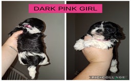 Shorkie dogs for sale: Shorkie puppies  - Image 3