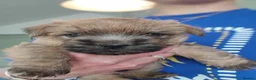 Cairn Terrier dogs for sale: Gorgeous Cairn x Norfolk puppy - Advert 1